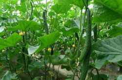 黄瓜种植技术,从选址到收获的全方位指导